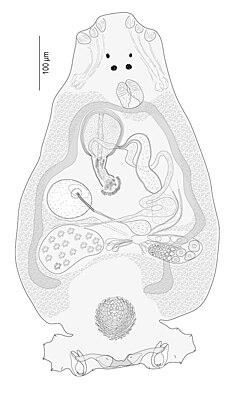 Echinoplectanum laeve