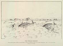 Dva keporkaci na moři jsou obklopeni zhruba 5 malými loďkami s jedním až dvěma inuity, kteří mají v ruce pádla a harpuny