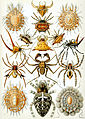 Arachnida (Arachnida)