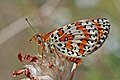 Spotted fritillary