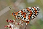 Spotted fritillary Melitaea didyma