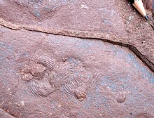 2024 – Tambia spiralis, hier repräsentiert durch ein Exemplar an der Unterseite einer am Bromacker ausgestellten Sandsteinplatte