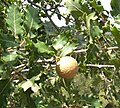 Gala d'Andricus kollari sobre "Quercus pubescens"