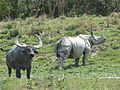 Buffle d'Asie et rhinocéros indien