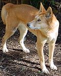 Australsk dingo er større enn andre typer dingo