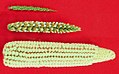 Image 21Top: teosinte, bottom: maize, middle: maize-teosinte hybrid (from Evolutionary history of plants)