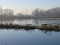 Overstromingsgebied tussen de oude Scheldearm en de Schelde aan de Kaaihoeve