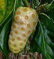 Plodenství morindy barvířské (Morinda citrifolia)