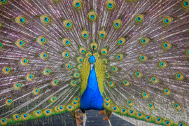 Peacock at the zoo