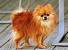 Anjing Pomerania sabel merah
