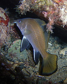 Sciaena umbra