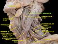 Deep dissection of vagus nerve