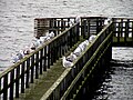 Чайки на берегу пролива Эресунн