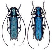 Agapanthia violacea