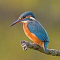  Exzellentes Bild, Eisvogel bei Marburg