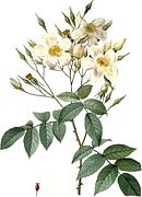 Rosa moschata (rosa almiscarada)