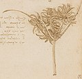 Cyperacea (ca. 1510)