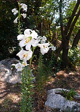 שושן צחור Lilium candidum (צלם: צחי אבנור)