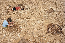 Étudiants français fouillant la circonvallation au sud du camp C (fouilles de 1992, photo de Michel Reddé).