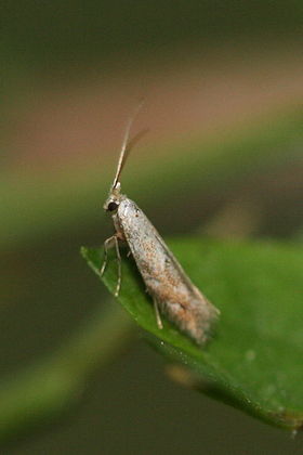 Bucculatricidae