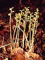 Corallorhiza trifida 26. Mai 1996 Fränkische Alb Deutschland