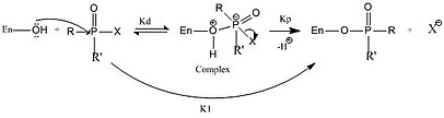 In this figure ChE is represented by En-OH, in which the OH is the hydroxygroup from the serine residue. R and R′ represent the different groups that can be attached to the phosphorus and X is the leaving group. Kd is the dissociation constant between the enzyme-inhibitor complex and reactants, kp is the phosphorylation constant and ki is the bimolecular rate constant for inhibition