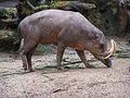 Buru babirusa cūka