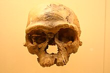 Jebel Irhoud-1, aprox. 315.000 ani vechime,[1] Muzeul Național de Istorie Naturală Smithsonian