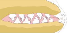 Digitální kresba chrupu z boku; zuby jsou jasně vroubkované a zapadají do sebe jako zámek