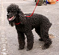 Poodle médio com a tosa carneirinho, apresenta uma pelagem uniforme, além de formar um topete.