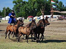 Attelage de cinq chevaux, les deux du fond ayant un homme debout le pied posé sur leurs croupes