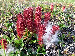 Poolwilg (Salix polaris)