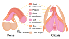 Строение пениса и клитора в продольном разрезе
