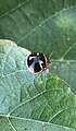 Coptosoma xanthogramma in Hawaii