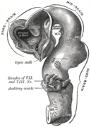 مغز جنین انسان در ۴٫۵ هفتگی، نمایانگر داخلی مغز جلویی
