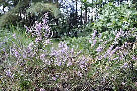 Fleurs autour du lac de Rauw