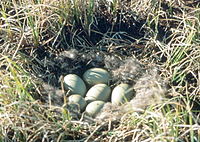 Nest of a spectacled eider