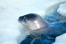 Tulení hlava čouhající z vody a položená na kusu ledu. Zbytek těla je pod vodou