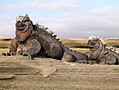 Image 10Marine iguana (from Galápagos Islands)