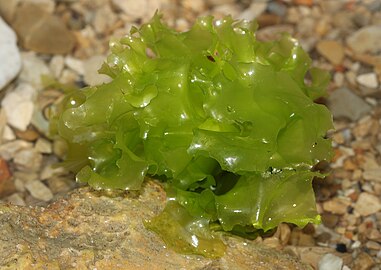 Sea lettuces are edible green algae common along the coasts