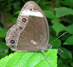 ഉദരവശം (മഴയുളള കാലാവസ്ഥാ രൂപം)