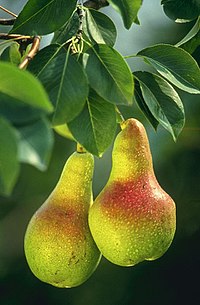 Mājas bumbieres (Pyrus communis) bumbieri