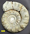 Peltoceras solidum. Ammonite de la formation Matmor du Callovien à Makhtesh Gadol, Israël.