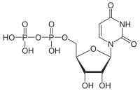 Structuurformule van uridinedifosfaat