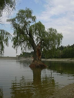 solitérní smuteční vrba na ostrůvku uprostřed rybníka