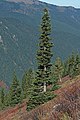 Image 37The narrow conical shape of northern conifers, and their downward-drooping limbs, help them shed snow. (from Conifer)