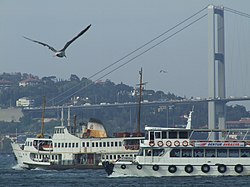 Göçü boyunca İstanbul Boğazı'nı kullanan balıklardan, sardalya