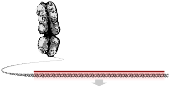 Хромосома, яка розплутується у довгу стрічку ДНК, ділянку якої виділено як ген