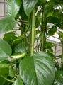 A «jibóia» (Epipremnum) não apresenta crescimento secundário ou lenhoso, porém permanece como planta herbácea perene nas regiões de clima tropical sem sazonalidade de onde é nativa. Não possui órgãos de reserva.