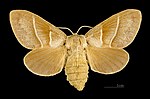 Macrothylacia rubi – Weibchen